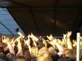 Wacken363